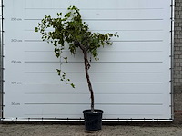 Druivenplant hoogstam - vitis vinifera - hoogte ca. 250 cm - afbeelding 1 van  3