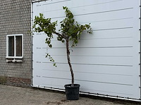 Druivenplant hoogstam - vitis vinifera - hoogte ca. 250 cm - afbeelding 2 van  3
