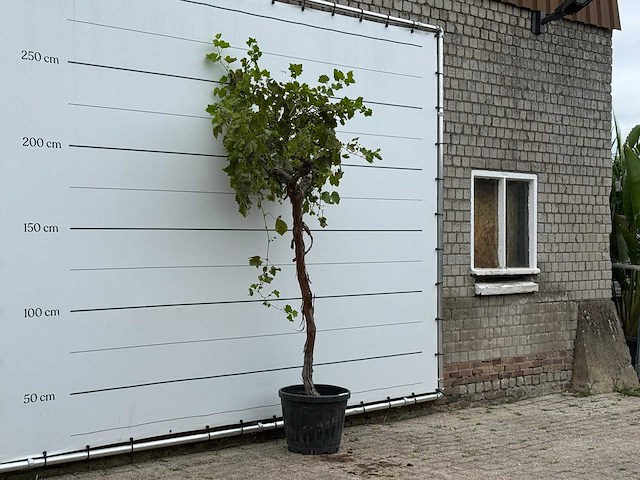 Druivenplant hoogstam - vitis vinifera - hoogte ca. 250 cm - afbeelding 3 van  3