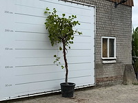 Druivenplant hoogstam - vitis vinifera - hoogte ca. 250 cm - afbeelding 3 van  3