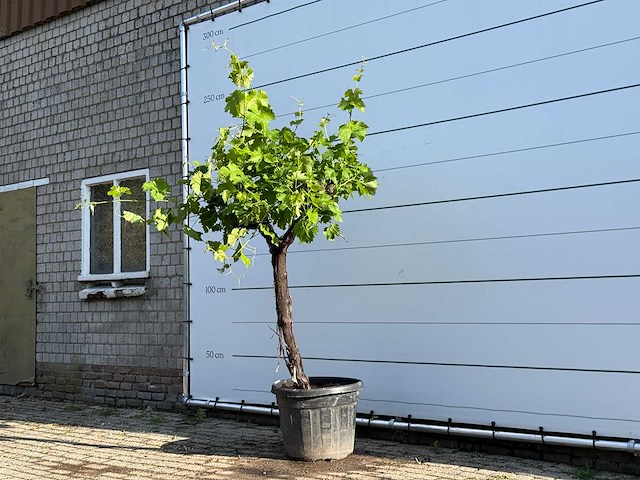 Druivenplant laagstam - vitis vinifera - hoogte ca. 200 cm - afbeelding 1 van  3