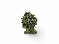 Dubbel bol buxus (10x) - afbeelding 5 van  7