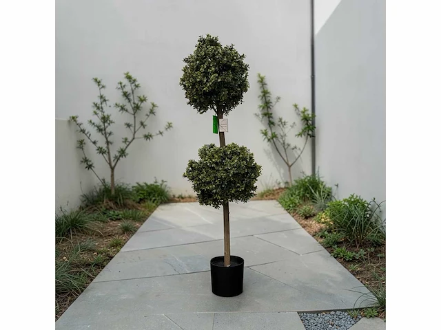 Dubbel bol buxus (4x) - afbeelding 1 van  7