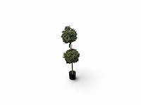 Dubbel bol buxus (4x) - afbeelding 2 van  7