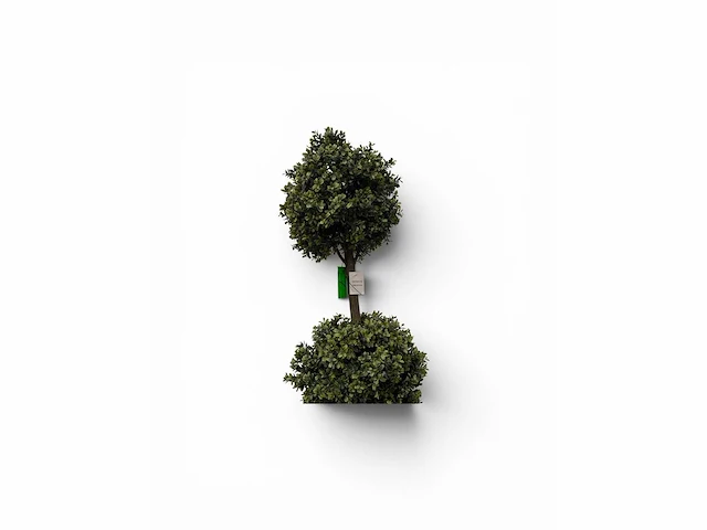 Dubbel bol buxus (4x) - afbeelding 4 van  7