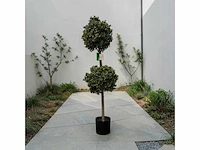 Dubbel bol buxus (4x)