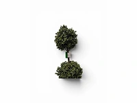 Dubbel bol buxus (4x) - afbeelding 4 van  7