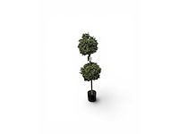 Dubbel bol buxus (8x) - afbeelding 2 van  7