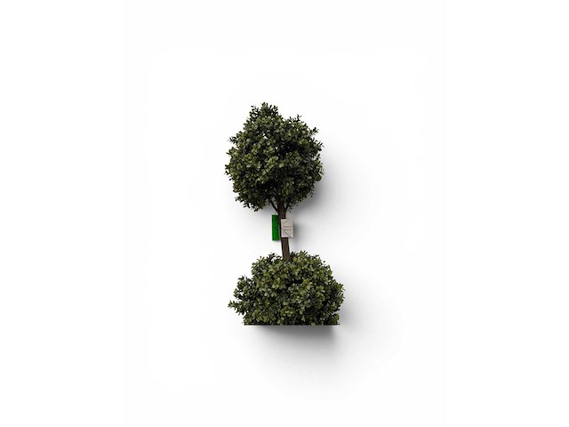Dubbel bol buxus (8x) - afbeelding 4 van  7