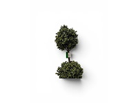 Dubbel bol buxus (8x) - afbeelding 4 van  7