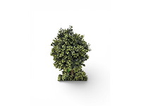 Dubbel bol buxus (8x) - afbeelding 5 van  7