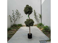 Dubbel bol buxus (8x) - afbeelding 1 van  7