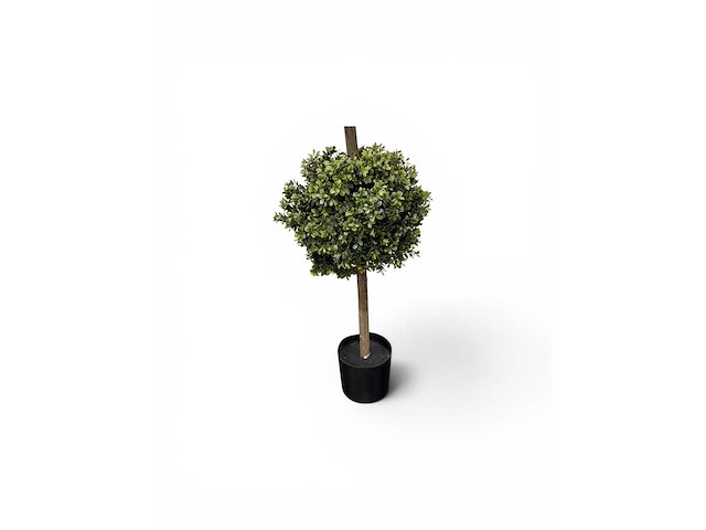 Dubbel bol buxus (8x) - afbeelding 3 van  7