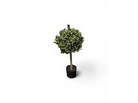 Dubbel bol buxus (8x) - afbeelding 3 van  7