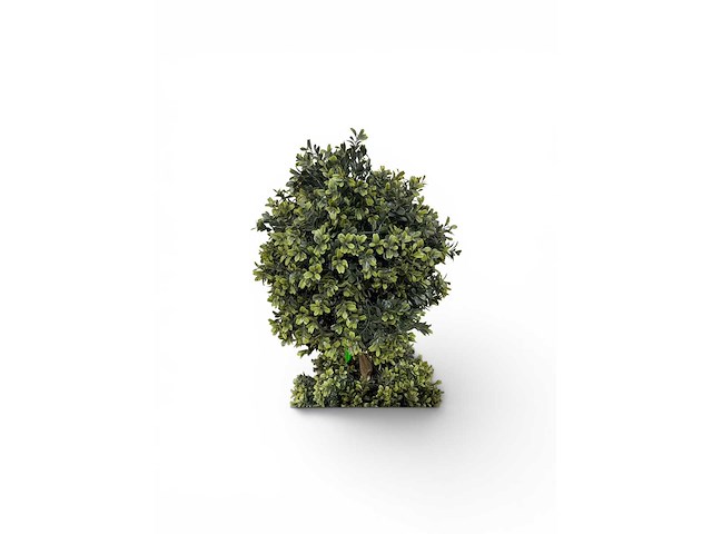 Dubbel bol buxus(4x) - afbeelding 5 van  7