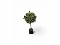 Dubbel bol buxus(4x) - afbeelding 3 van  7