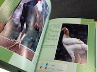 Dumonts kleien kippen lexicon - afbeelding 4 van  5