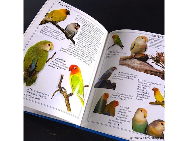 Dwerg papegaaien - afbeelding 5 van  5
