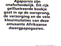 Dwerg papegaaien - afbeelding 2 van  5