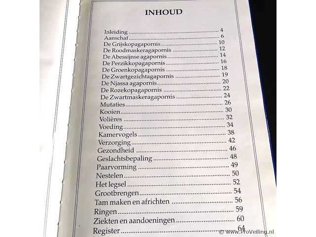 Dwerg papegaaien - afbeelding 3 van  5