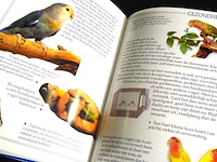 Dwerg papegaaien - afbeelding 4 van  5