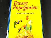 Dwerg papegaaien - afbeelding 1 van  5