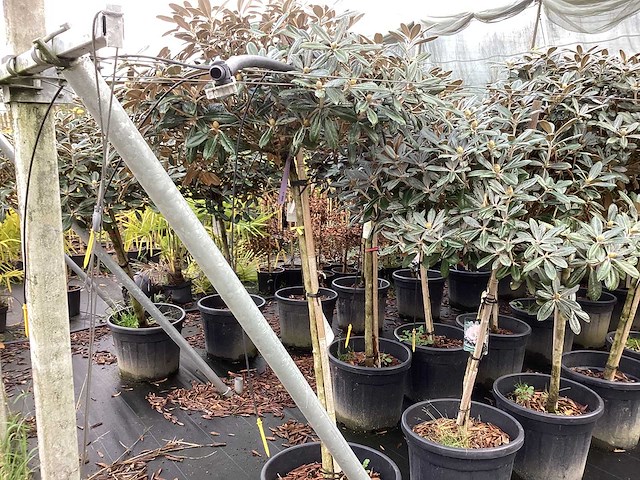 Dwerg rhododendron - bolbomen (3x) - afbeelding 1 van  3