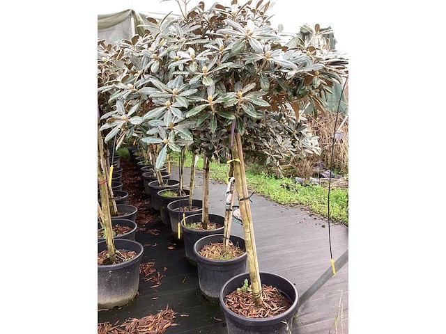 Dwerg rhododendron - bolbomen (3x) - afbeelding 2 van  3