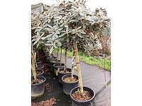 Dwerg rhododendron - bolbomen (3x) - afbeelding 2 van  3