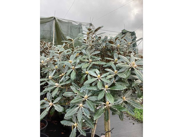 Dwerg rhododendron - bolbomen (3x) - afbeelding 3 van  3