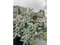 Dwerg rhododendron - bolbomen (3x) - afbeelding 3 van  3