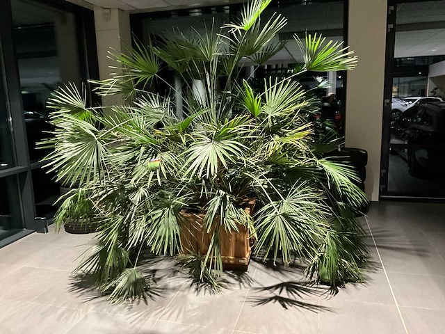 Dwergpalmboom mediterrane boom - afbeelding 1 van  4