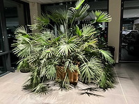 Dwergpalmboom mediterrane boom - afbeelding 1 van  4