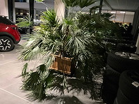 Dwergpalmboom mediterrane boom - afbeelding 2 van  4