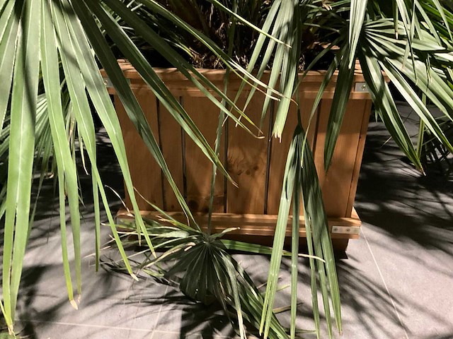 Dwergpalmboom mediterrane boom - afbeelding 3 van  4