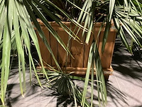 Dwergpalmboom mediterrane boom - afbeelding 3 van  4