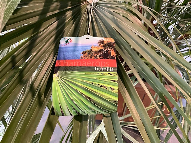 Dwergpalmboom mediterrane boom - afbeelding 4 van  4