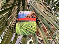 Dwergpalmboom mediterrane boom - afbeelding 4 van  4