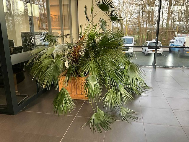 Dwergpalmboom mediterrane boom - afbeelding 1 van  4