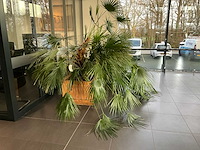 Dwergpalmboom mediterrane boom - afbeelding 1 van  4