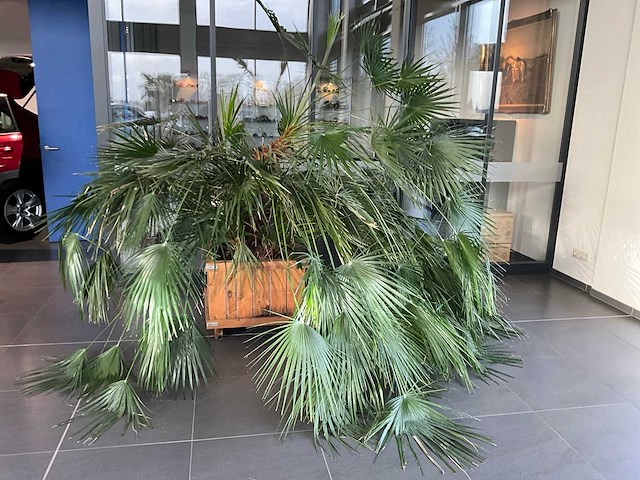 Dwergpalmboom mediterrane boom - afbeelding 2 van  4