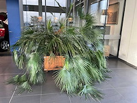 Dwergpalmboom mediterrane boom - afbeelding 2 van  4