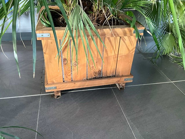 Dwergpalmboom mediterrane boom - afbeelding 3 van  4