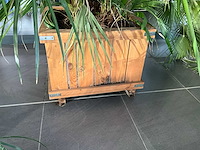 Dwergpalmboom mediterrane boom - afbeelding 3 van  4