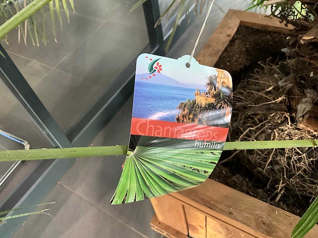 Dwergpalmboom mediterrane boom - afbeelding 4 van  4