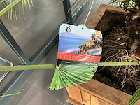 Dwergpalmboom mediterrane boom - afbeelding 4 van  4