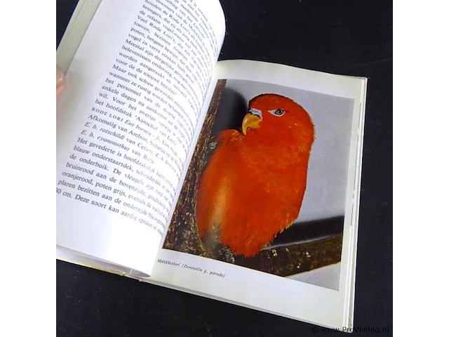 Dwergpapegaaien en loris - afbeelding 5 van  5