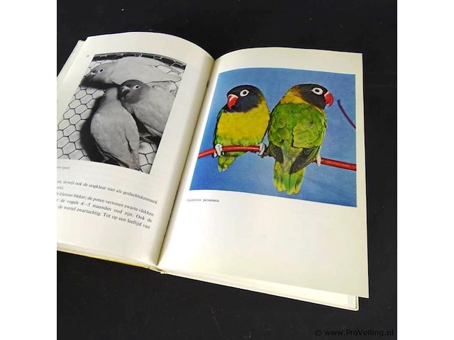 Dwergpapegaaien en loris - afbeelding 4 van  5