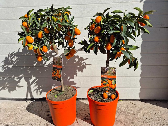 Dwergsinasappel - vrucht- / fruitboom - citrus kumquat - hoogte ca. 70 cm (2x) - afbeelding 1 van  3