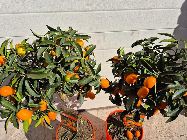Dwergsinasappel - vrucht- / fruitboom - citrus kumquat - hoogte ca. 70 cm (2x) - afbeelding 3 van  3